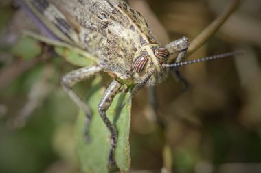 Grasshopper closeup. Northern portuguese meadow.