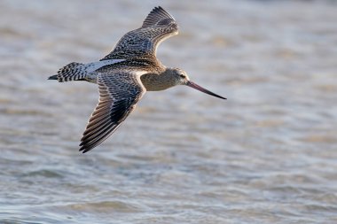Kuzey Portekiz sahillerinde hafif arka ışıklandırmalı çulluk..