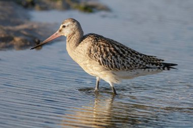 Beautiful sandpiper closeup at sunset. Northern portuguese rocky coast.