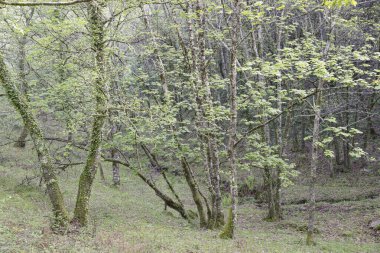 One of the many Peneda Geres National Park green woods during spring. North of Portugal.