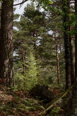 One of the many Peneda Geres National Park green woods during spring. North of Portugal.