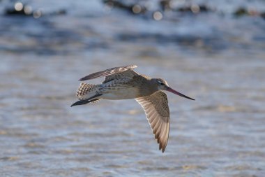 Kuzey Portekiz sahillerinde hafif arka ışıklandırmalı çulluk..