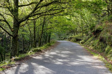 Mountain road through a green forest in spring, Peneda Geres natural Park, north of Portugal.