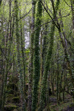 One of the many Peneda Geres National Park green woods during spring. North of Portugal.