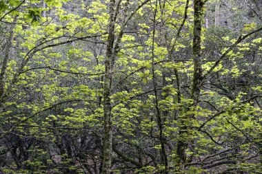 One of the many Peneda Geres National Park green woods during spring. North of Portugal.