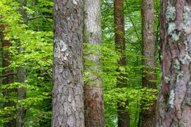 One of the many Peneda Geres National Park green woods during spring. North of Portugal.