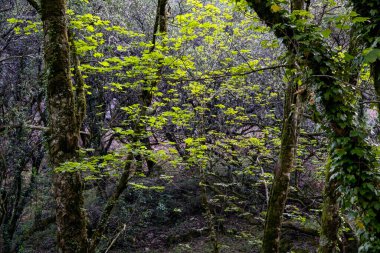 One of the many Peneda Geres National Park green woods during spring. North of Portugal.