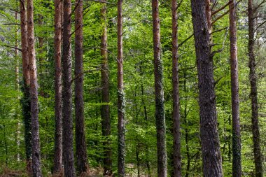 One of the many Peneda Geres National Park green woods during spring. North of Portugal.