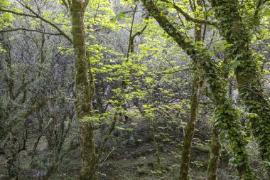 One of the many Peneda Geres National Park green woods during spring. North of Portugal.