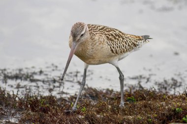 Sandpiper closeup from a northern portuguese beach