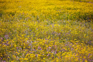 Typical northern portuguese meadow covered by beautiful wild yellow flowers