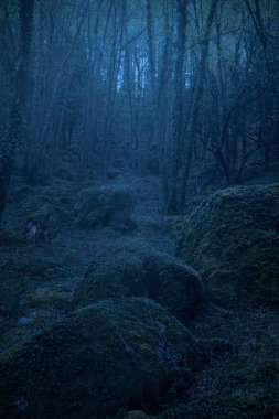 Dark and mysterious woods at dusk or dawn.