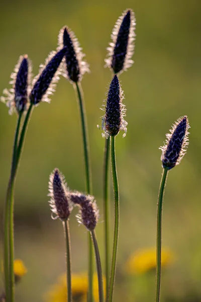 Backlit Meadow Wild Flowers Seeing Stamen Northern Portuguese Coast — Stock Photo, Image