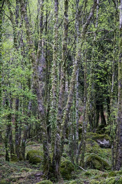 One Many Peneda Geres National Park Green Woods Spring North — Zdjęcie stockowe