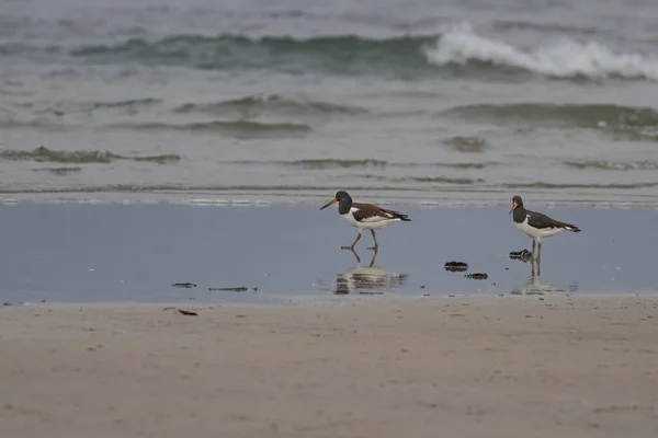 Oystercatcher Hledá Potravu Severní Portugalské Pláži Během Odlivu — Stock fotografie