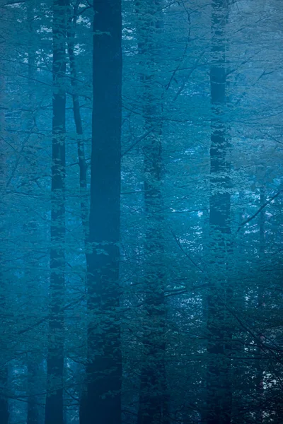 Темні Загадкові Ліси Сутінках Або Світанку — стокове фото