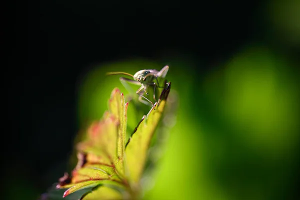 Macro Insecte Une Prairie Portugaise Nord Printemps Fin Soirée Lumière — Photo