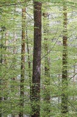 One of the many Peneda Geres National Park green woods during spring. North of Portugal.