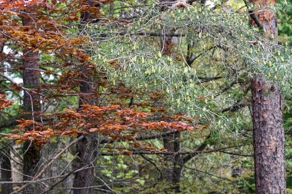 One Many Peneda Geres National Park Green Colorful Woods Spring — Zdjęcie stockowe