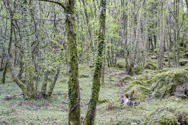 One Many Peneda Geres National Park Green Woods Spring North — Zdjęcie stockowe