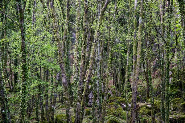 Einer Der Vielen Grünen Wälder Des Peneda Geres Nationalparks Frühling — Stockfoto