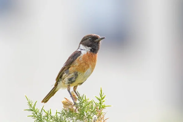 来自北部葡萄牙草原的石头鸟 — 图库照片