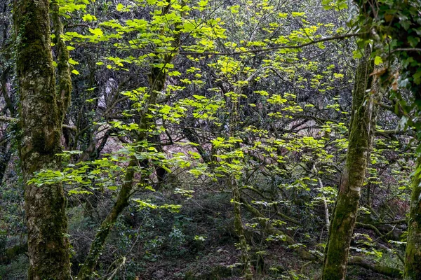 stock image One of the many Peneda Geres National Park green woods during spring. North of Portugal.