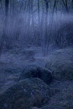 Dark and mysterious woods at dusk or dawn.