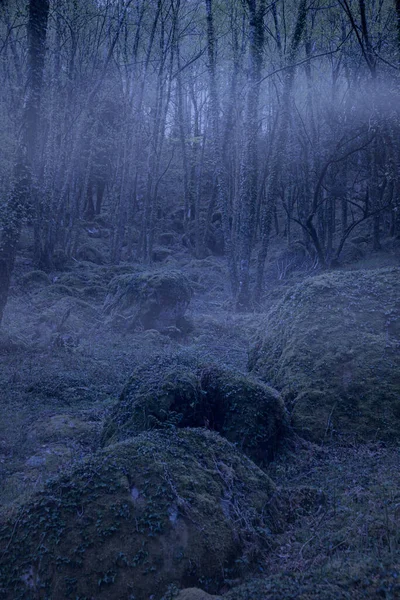 Dark Mysterious Woods Dusk Dawn — Stock fotografie