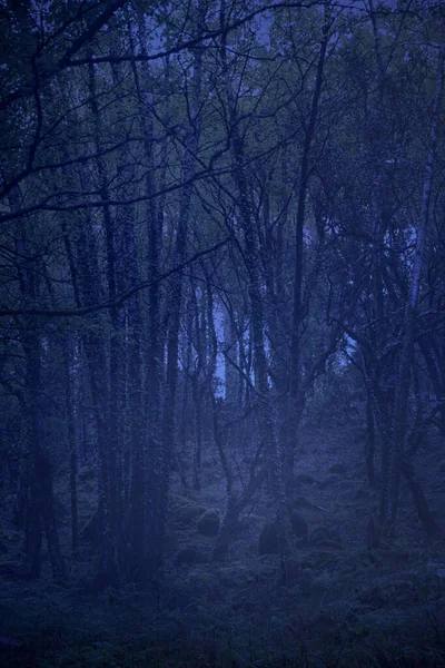 Bois Sombres Mystérieux Crépuscule Aube — Photo