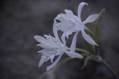 Güzel kum tepeciği beyaz zambak. Alacakaranlık kuzey Portekiz sahilinde. Sığ DOF.