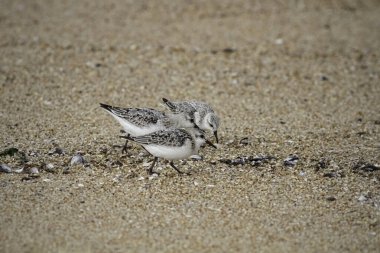 Sanderlings sular çekildiğinde ıslak kumda yiyecek arıyor.
