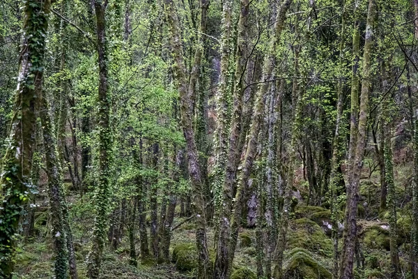 Πράσινα Δάση Από Εθνικό Πάρκο Peneda Geres Την Άνοιξη Βόρεια — Φωτογραφία Αρχείου