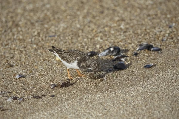 stock image Turnstone eating a sea urchin in a beach from the north of Portugal