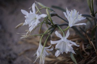 Güzel kum tepeciği beyaz zambak. Alacakaranlık kuzey Portekiz sahilinde. Sığ DOF.