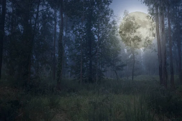 Висхідний Повний Місяць Над Глибоким Лісом Блищить Сутінках — стокове фото