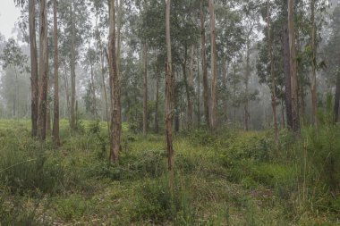 Güzel yeşil orman sabah sisi