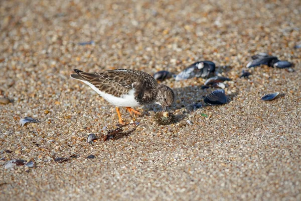 Turnstone Eating Sea Urch Northern Portuguese Beach — Stock Photo, Image