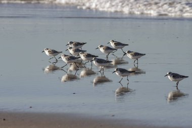 Fock of sanderlings running on wet sand seeing reflection. Northern portuguese coast. clipart