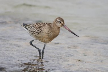 Beautiful sandpiper closeup in the early morning light. Northern portuguese rocky coast.