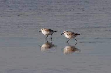 Sanderlings ıslak kumda koşup yansımayı görüyor. Kuzey Portekiz kıyıları.
