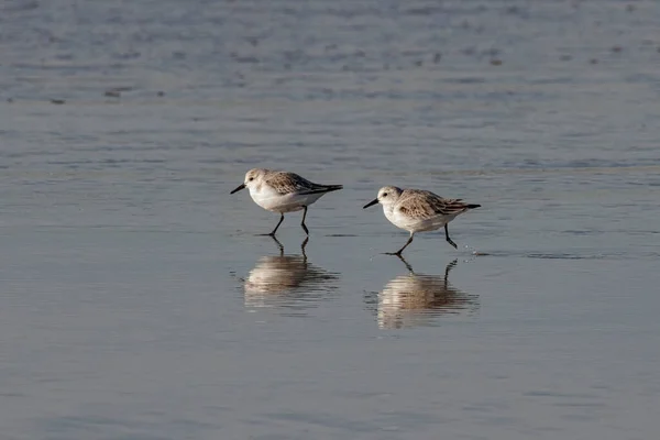 Sanderlings Running Wet Sand Seeing Reflection Northern Portuguese Coast — Stock Photo, Image