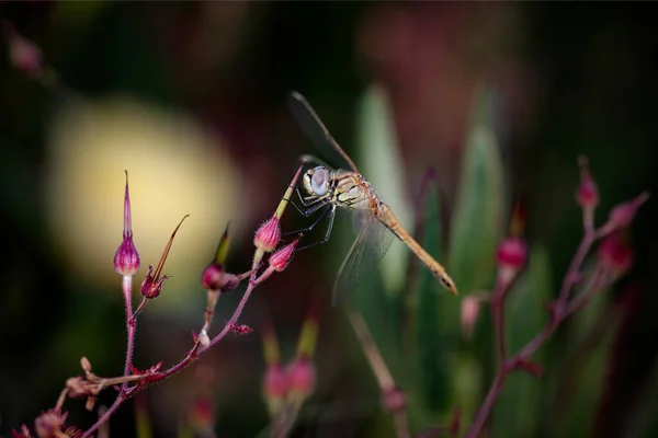 Schöne Libelle Makro Auf Wilden Roten Blumen Von Einer Nördlichen — Stockfoto