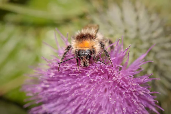 Hummel Sammelt Pollen Auf Einer Lila Blume Von Einer Nordportugiesischen — Stockfoto