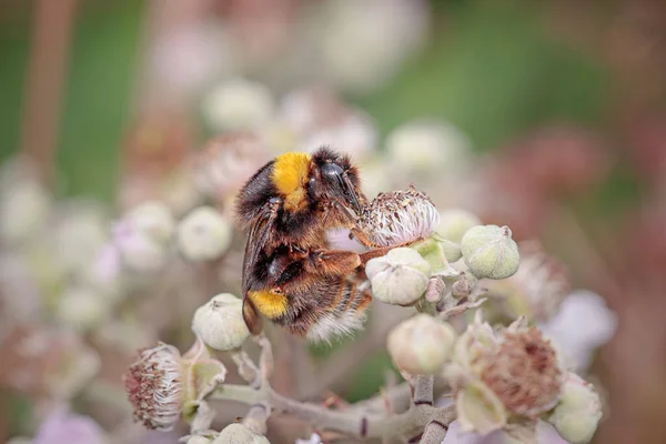 Macro Ape Miele Che Succhia Polline Fiori Selvatici — Foto Stock
