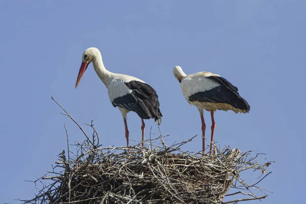 Couple Storks Nest Beautiful Blue Sky — Stock Photo, Image
