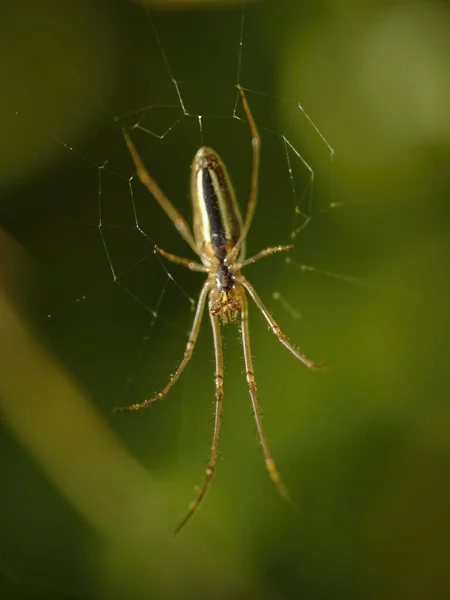 Hämähäkki Verkkoonsa Pellon Matala Syvyys — kuvapankkivalokuva