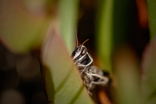 Kleine Heuschrecke Versteckt Zwischen Blättern Geringe Schärfentiefe — Stockfoto