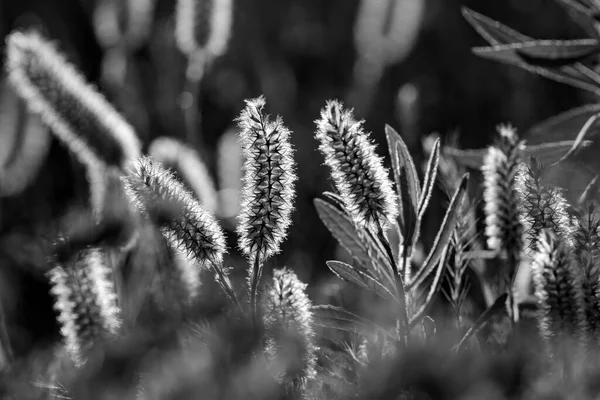 Hairy Plants Northern Portuguese Meadow Sunset Converted Black White — Stock Photo, Image