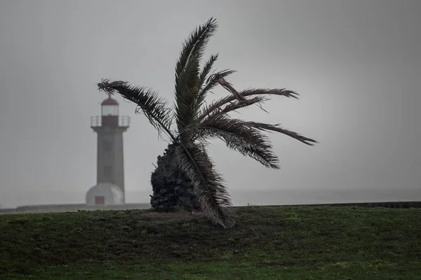 Young Palm Tree Sea Heavy Wind Storm Northern Portuguese Coast — Stock Photo, Image
